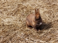 Kaninchengehege